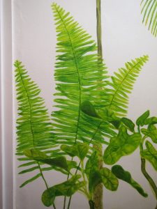 Ferns